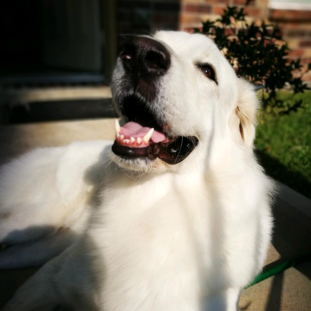 筱筱饭团🐶