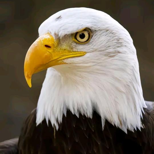 ༖༂猎༒鹰༖༂