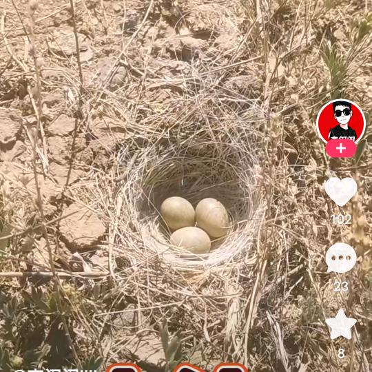 张师傅