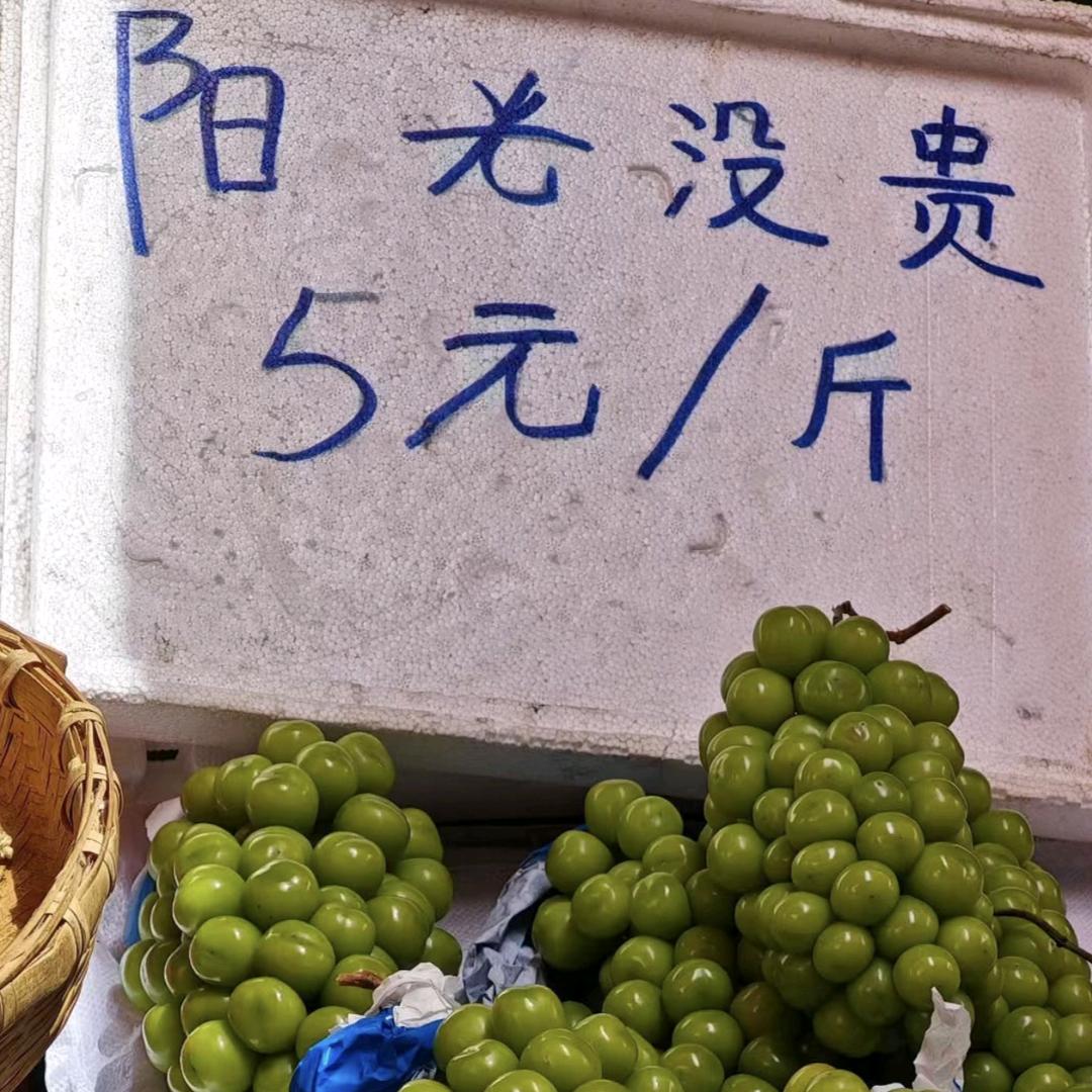 女明星养成记