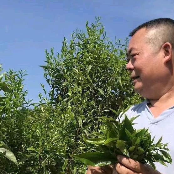 大手茶铺(郑文忠)