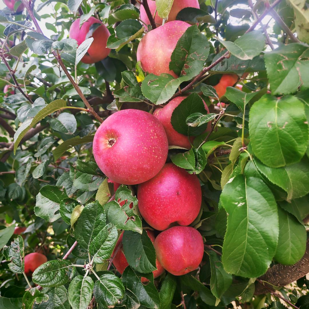 昭阳区鲜满堂农产品甄选小铺