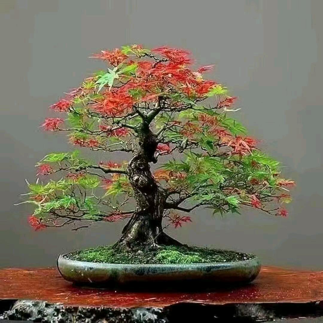 一人世界👿👿👿一人懂😜😜😜