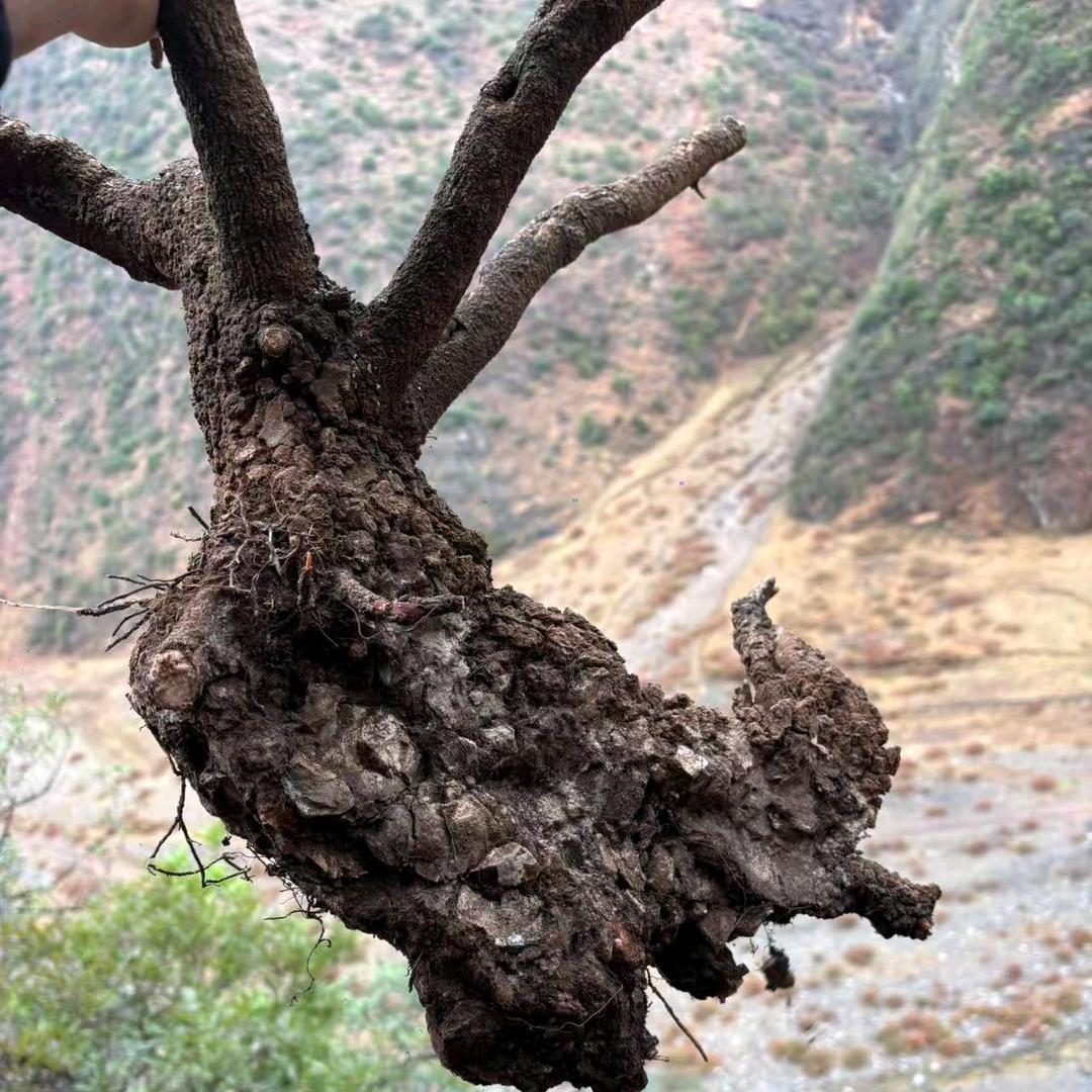 老表绿植