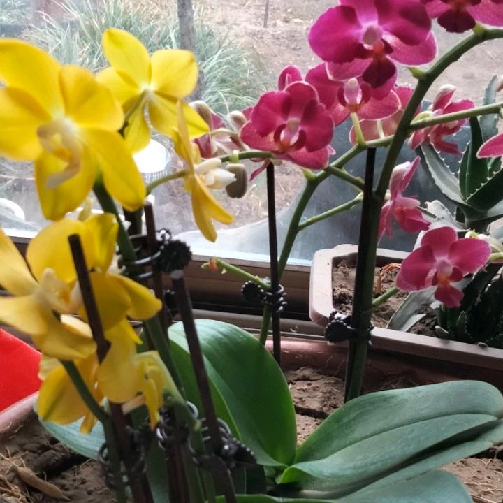阳光下的英花