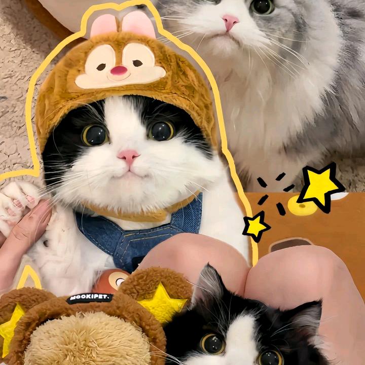 爱吃肉肉的猪猪