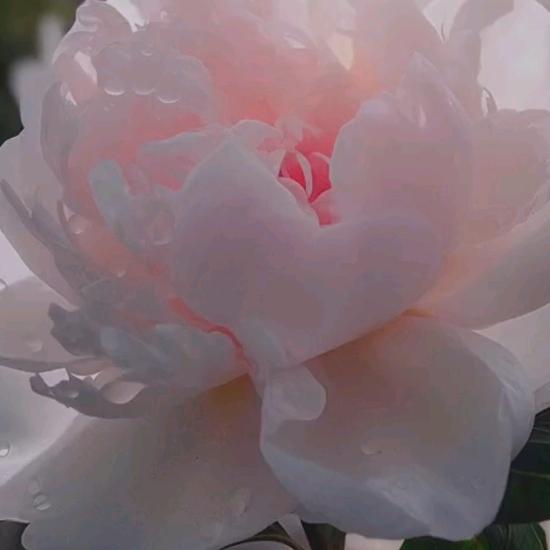 🌹🌸春天