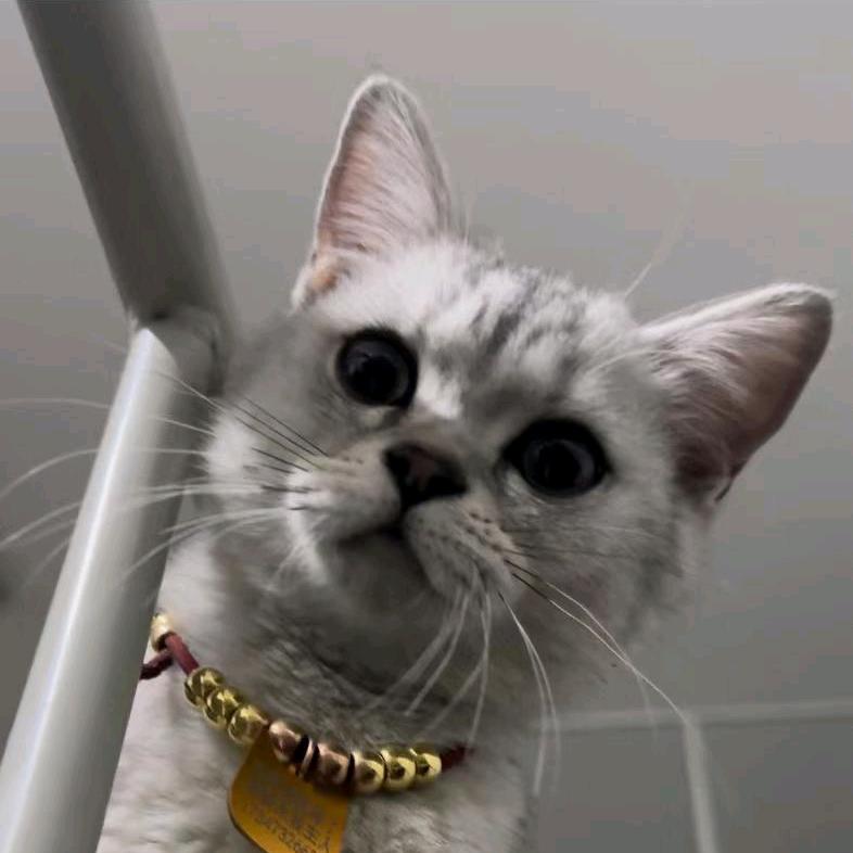 商鞅为什么不能转世投胎因为五马过不了审