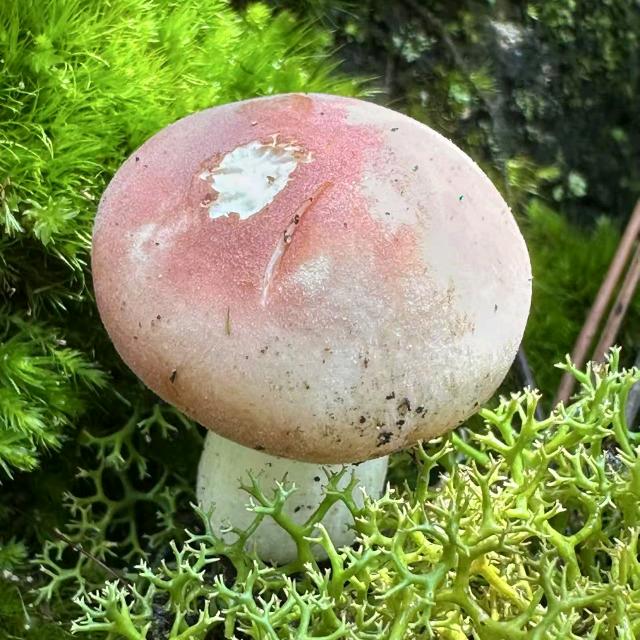 美锋科技