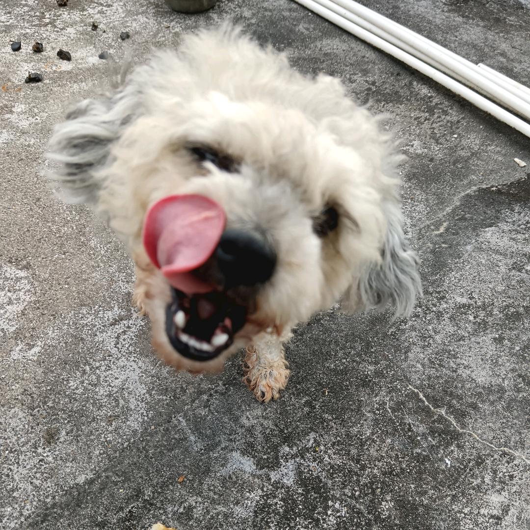 小灰灰