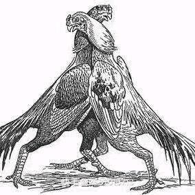 艾比卜拉 斗鸡🐔