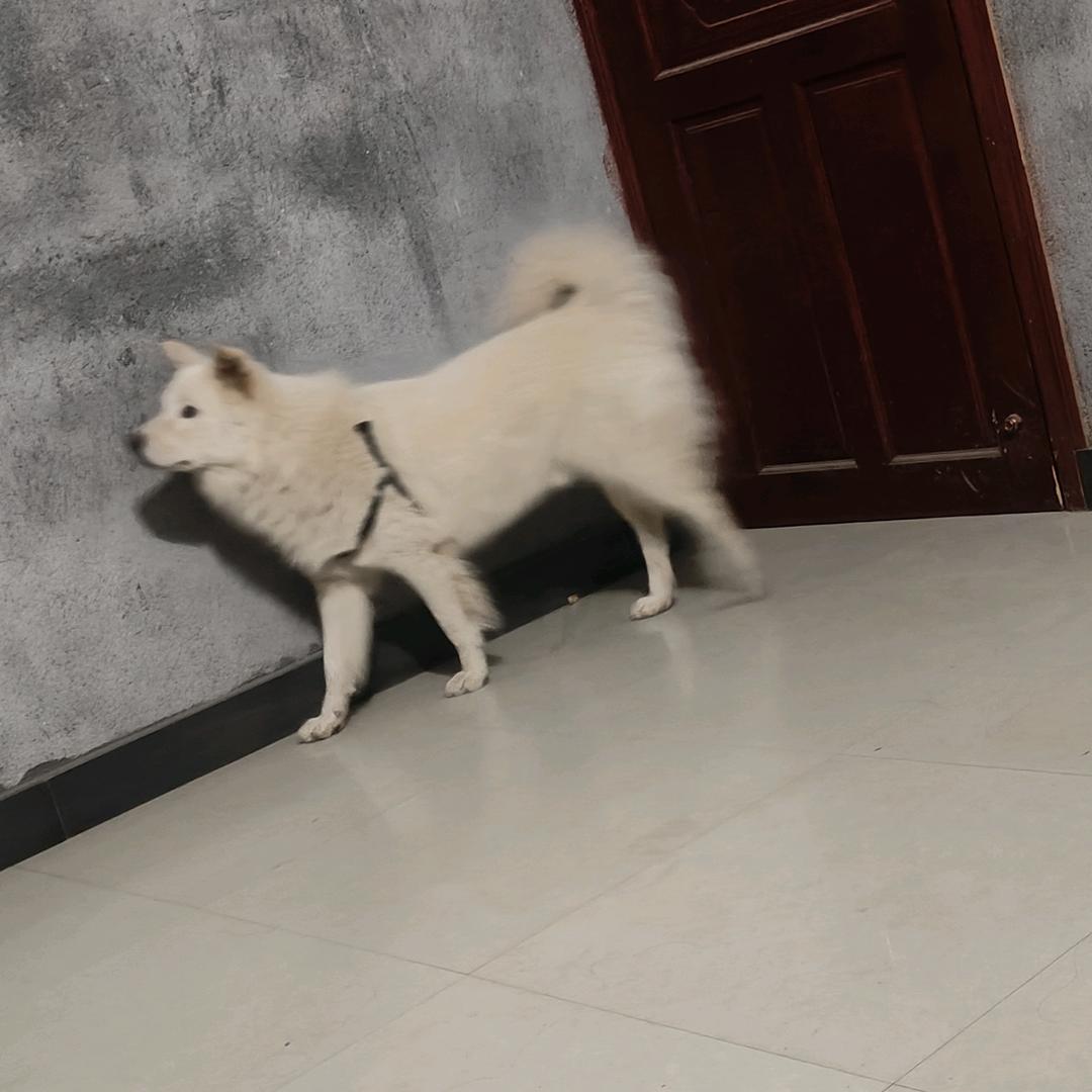 白果糖