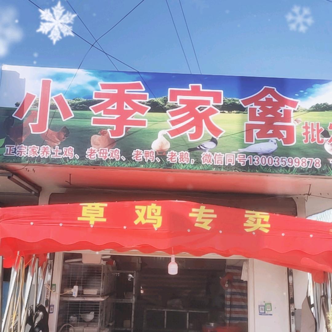 小季家禽批发零售