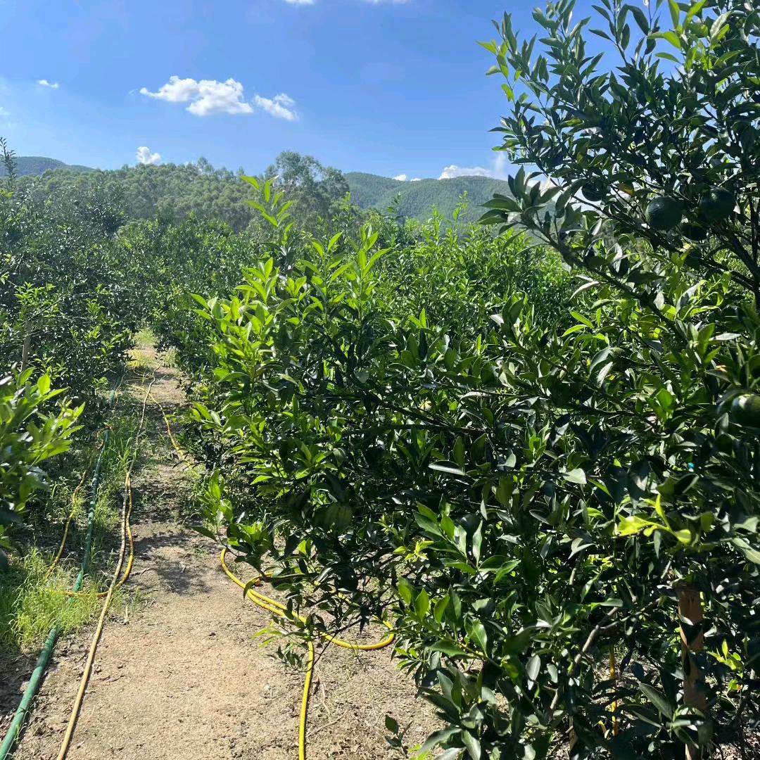 全村人的希望（梁先生）