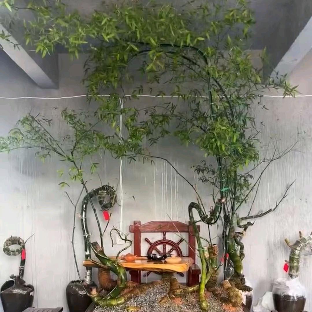 茅  五  剑  簕竹🎋🎋🎋