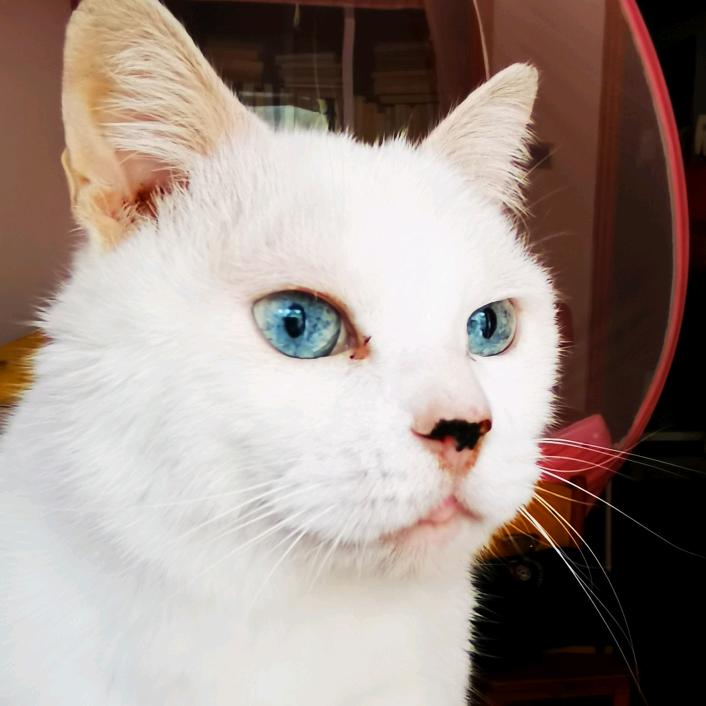 张张的猫与书法