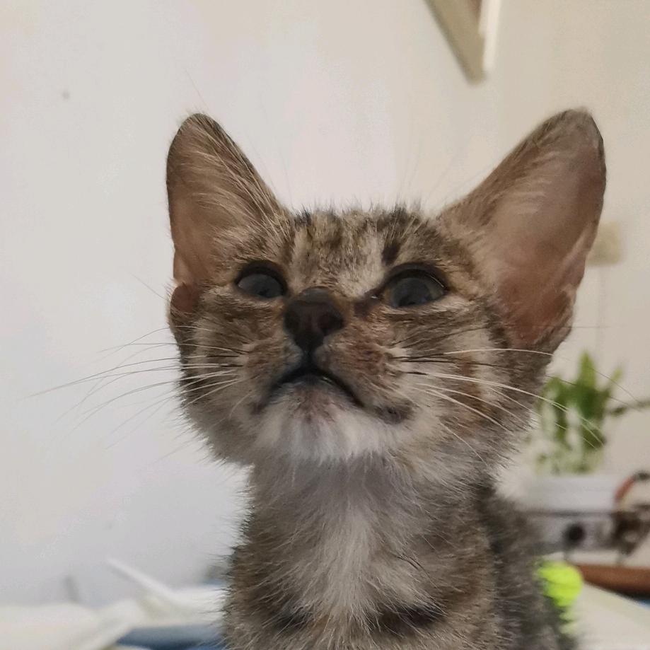 白骆画坊的主理喵