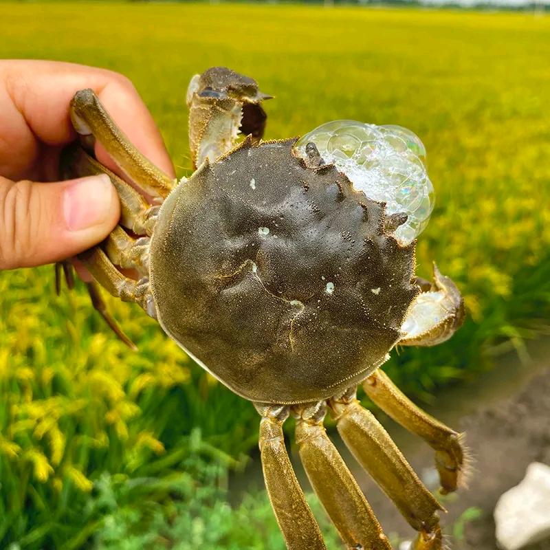 东旭生鲜甄选