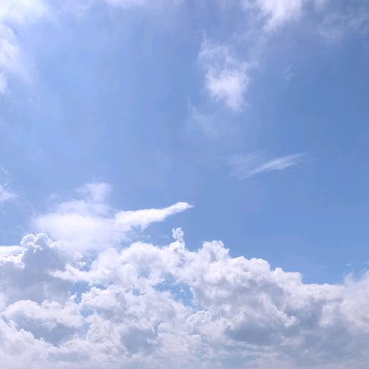 屋顶上的蒲公英