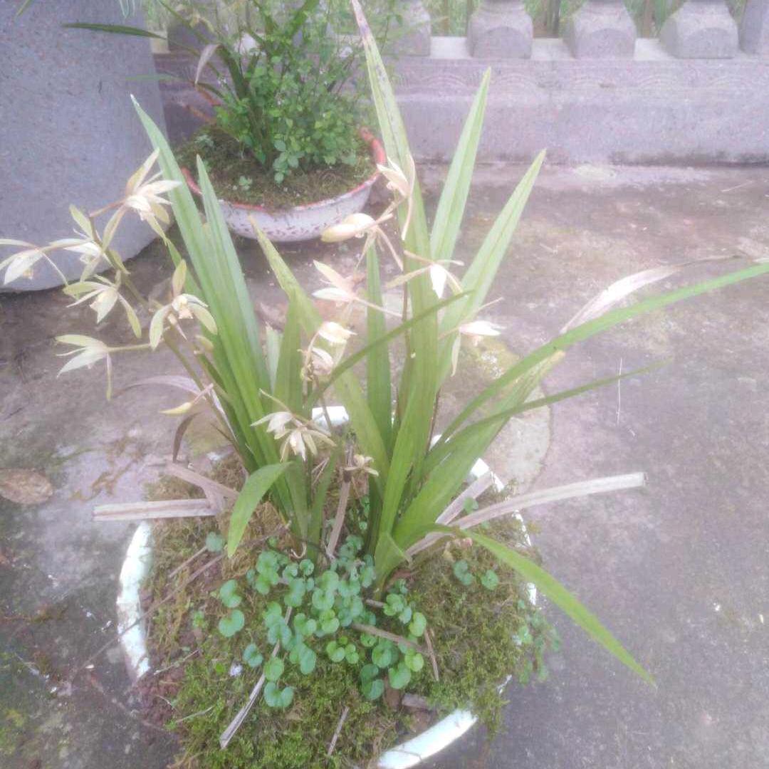 洪福齐生