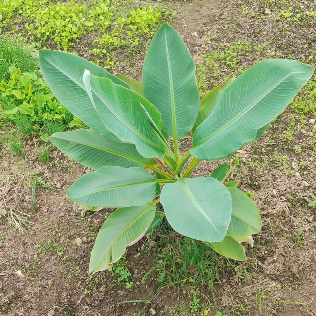 梦醒