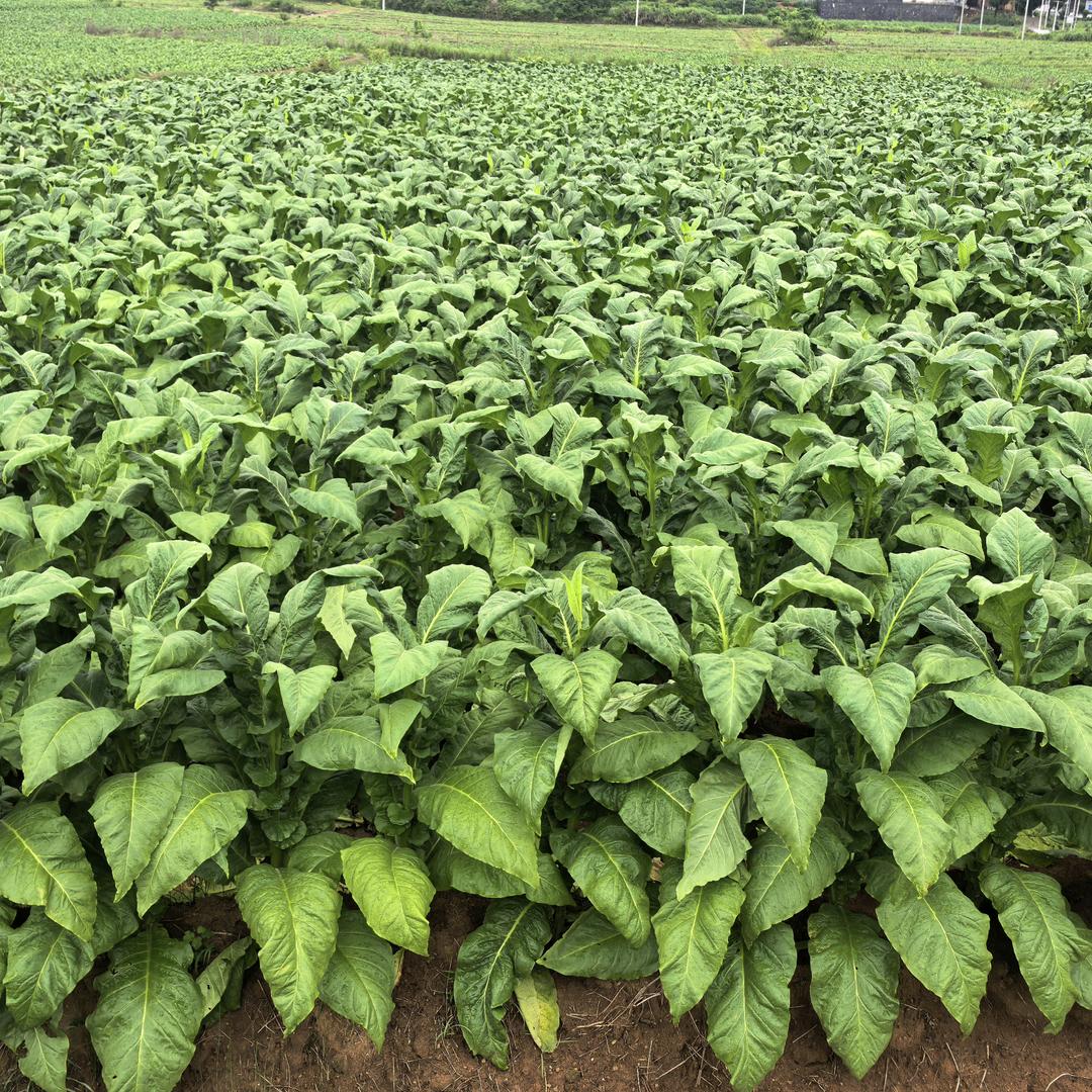 桂阳烟草技术 小李