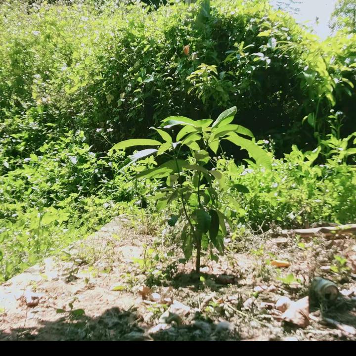 烽烨