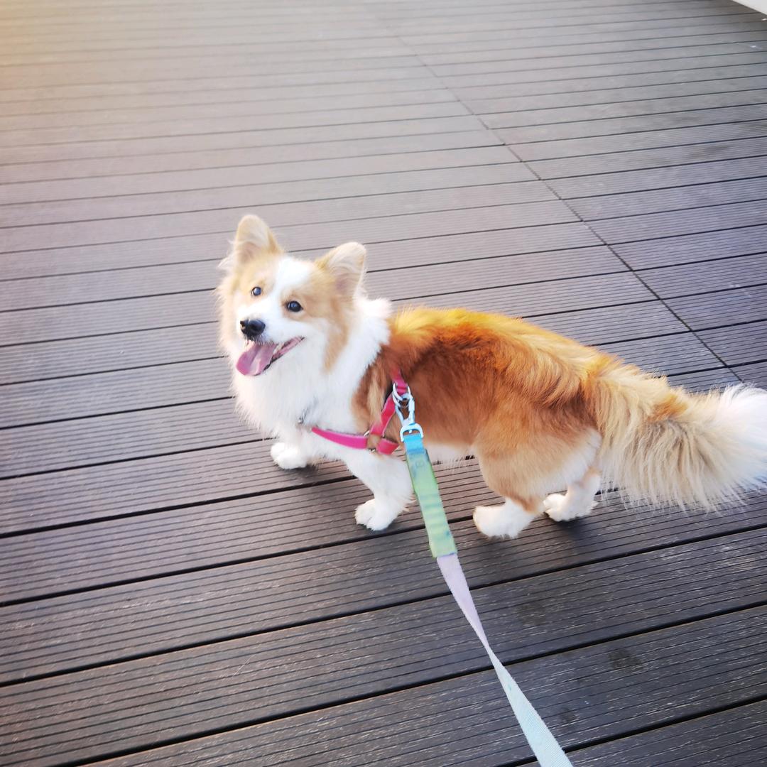 大美無為愛犬荟萃交流群