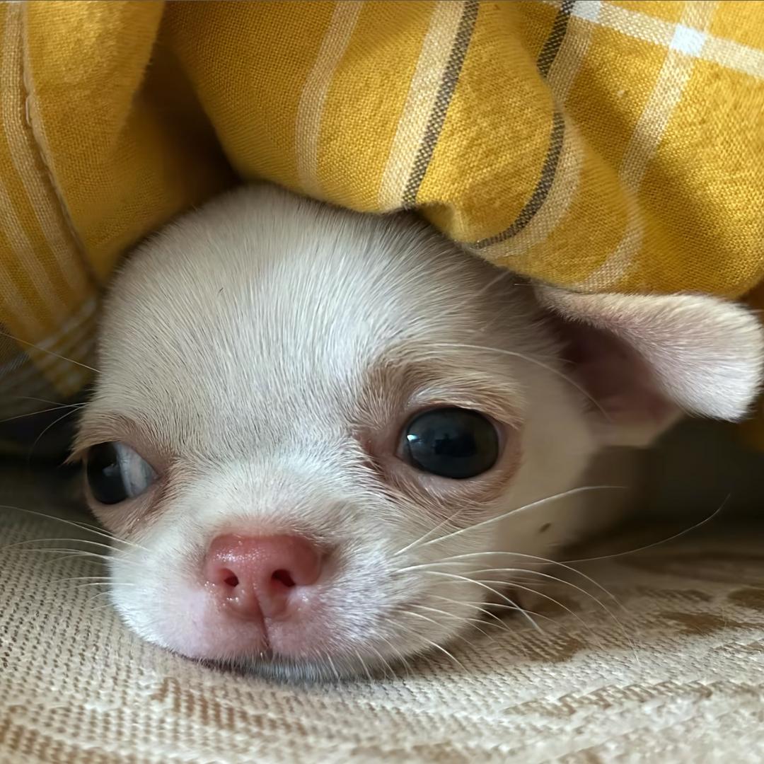 一棵树