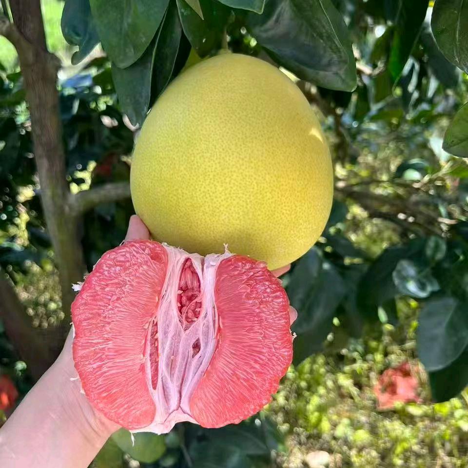 福建红心柚老农