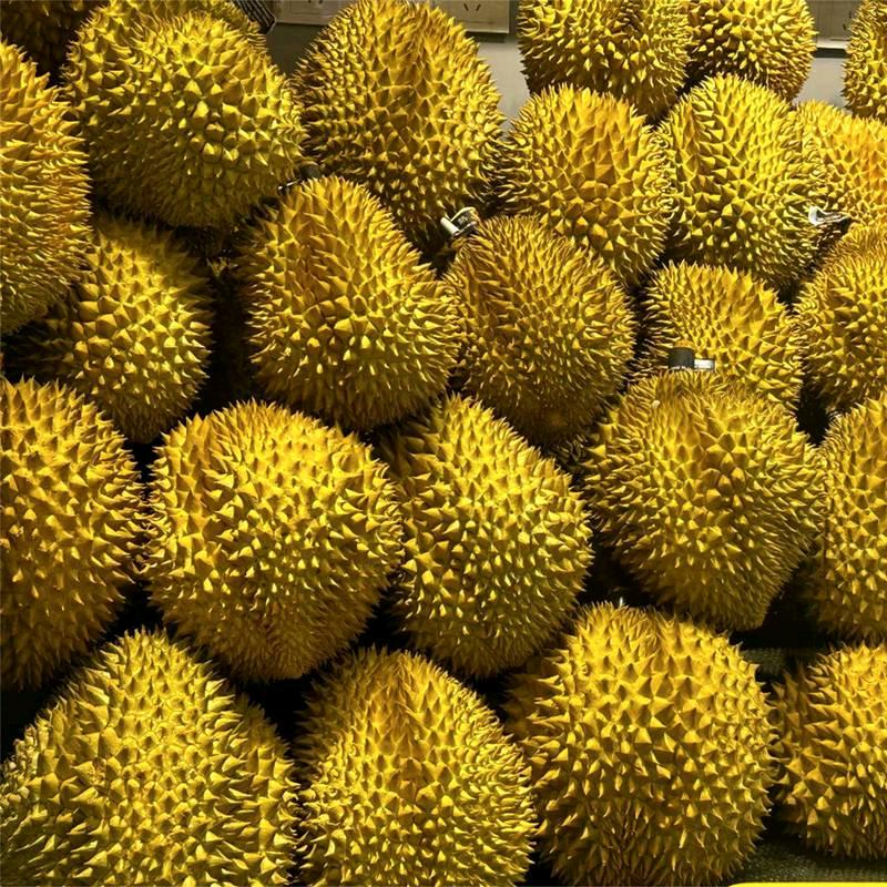 春天的小鹿