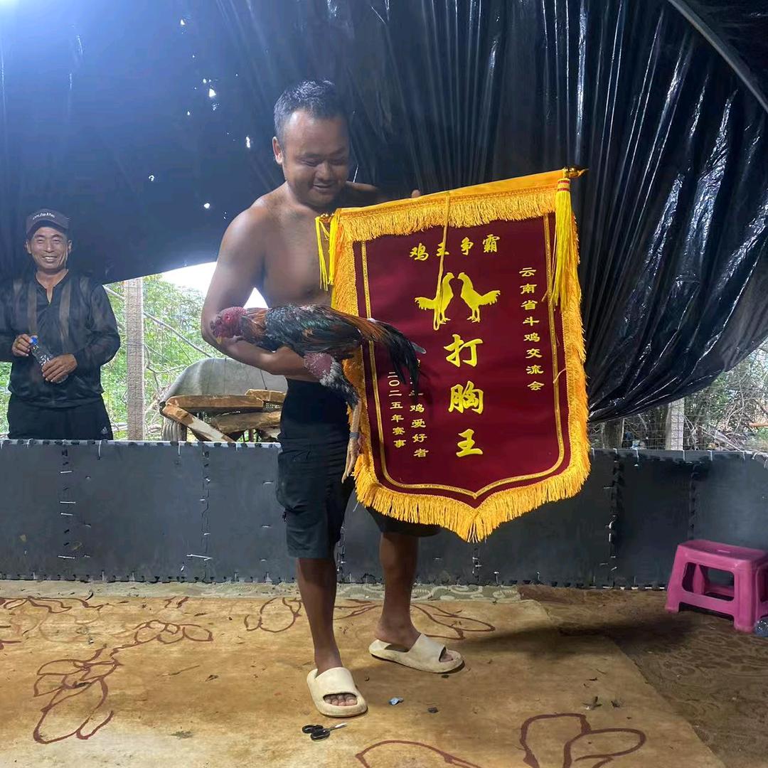 沐发斗鸡  老二