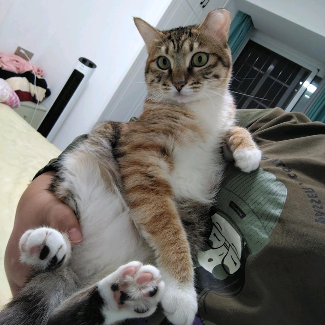 芝珊