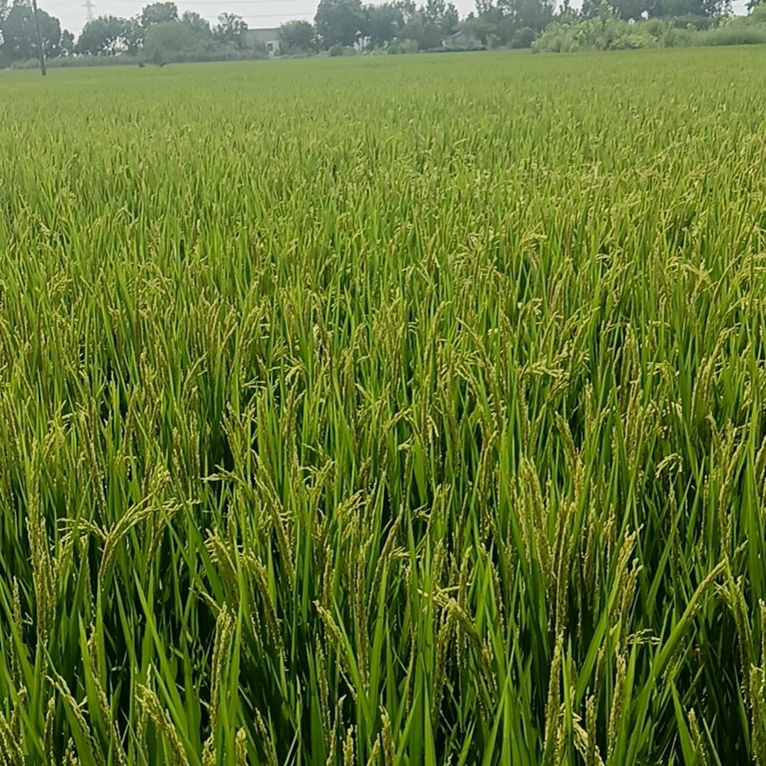 阳光总在风雨后