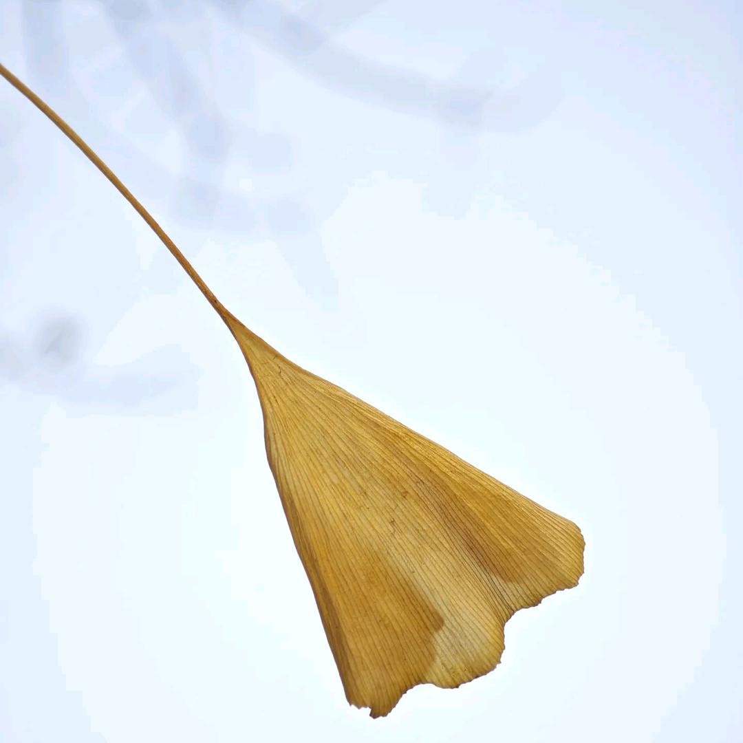 西格玛∑