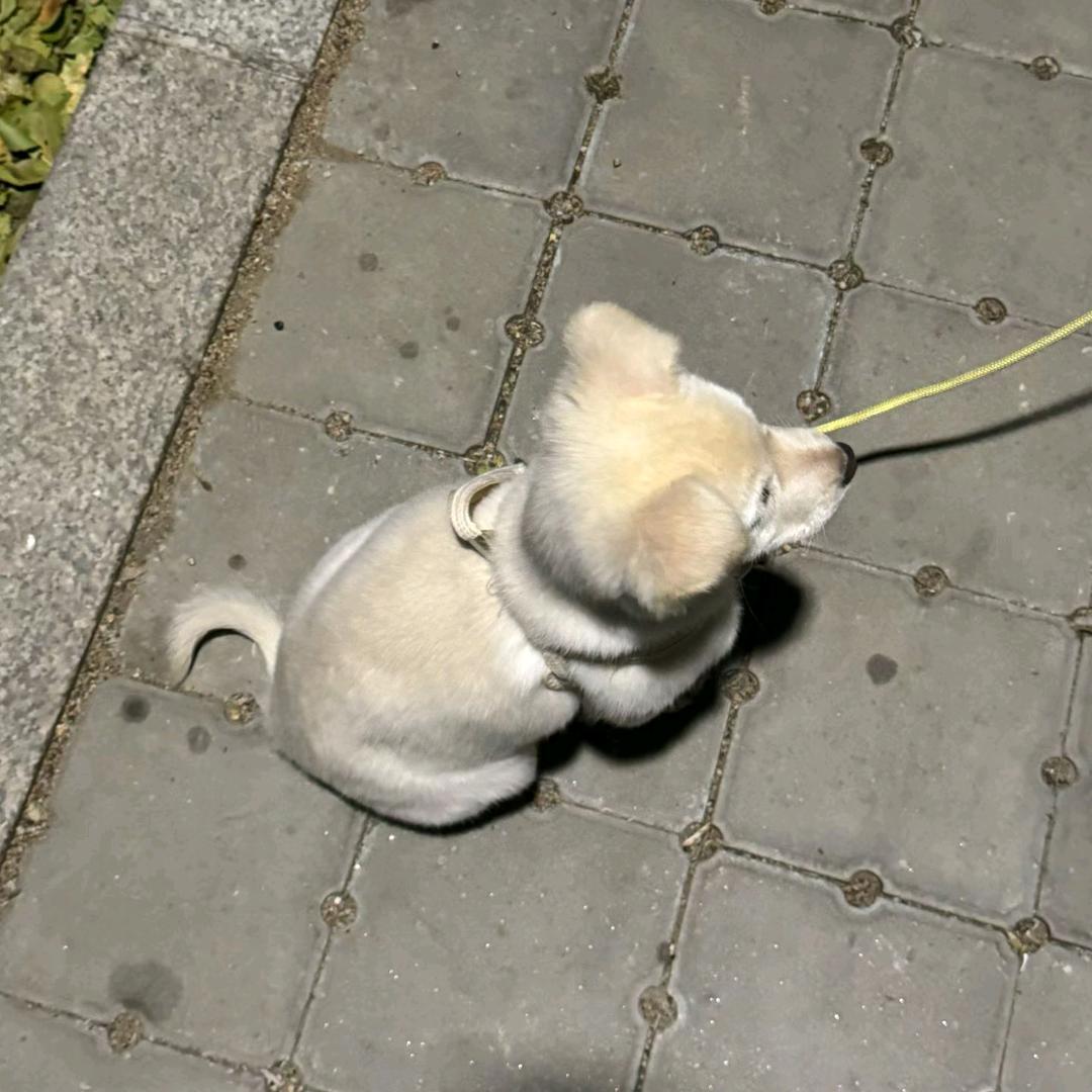 吴昭昭