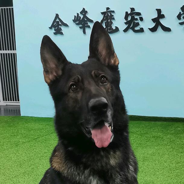 金峰训犬（邯郸）