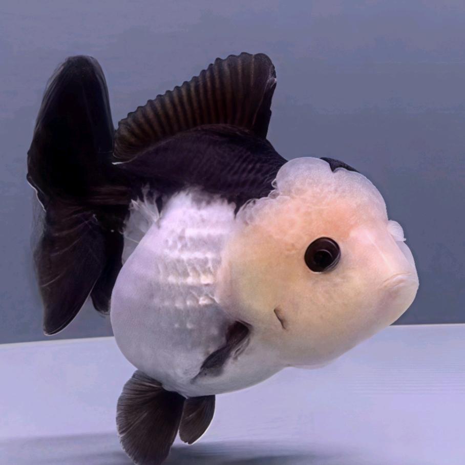 ℳঞ ꦿ俗人 ໌້ᮨ꧔ꦿ᭄💕