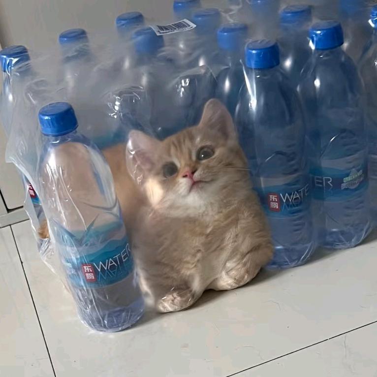 爱上猫之后就爱上了猫🐱