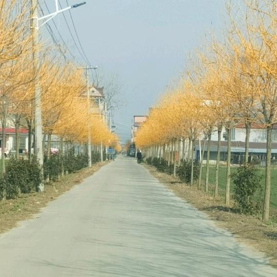 记忆乡愁