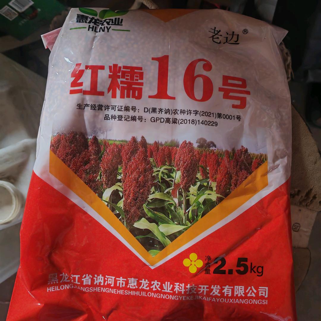 乾安糯高粱