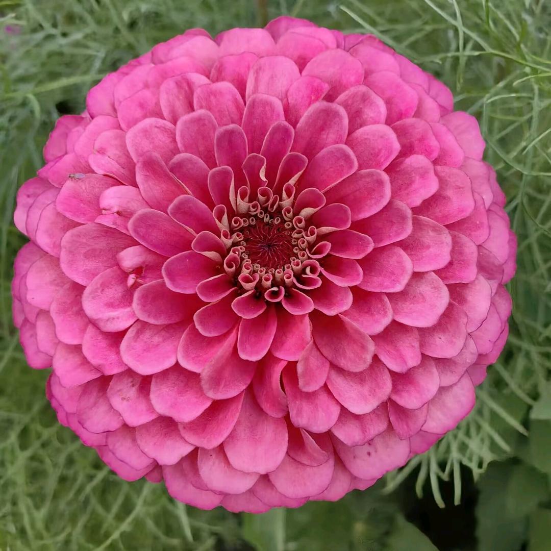 花好月圆39