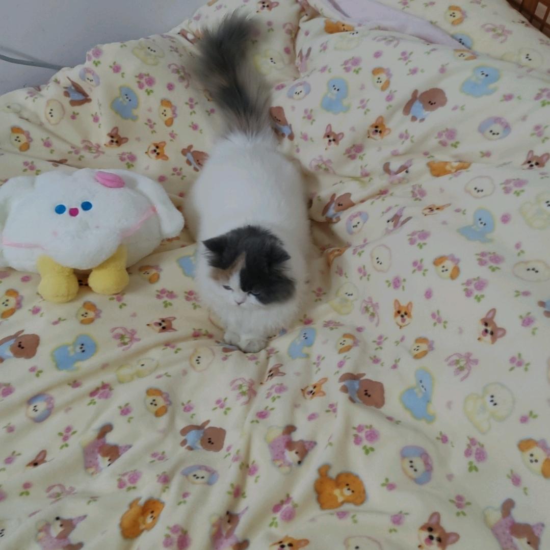 坏坏的可爱小狗(๑•.•๑)