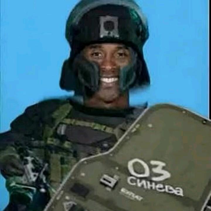 盾鼠
