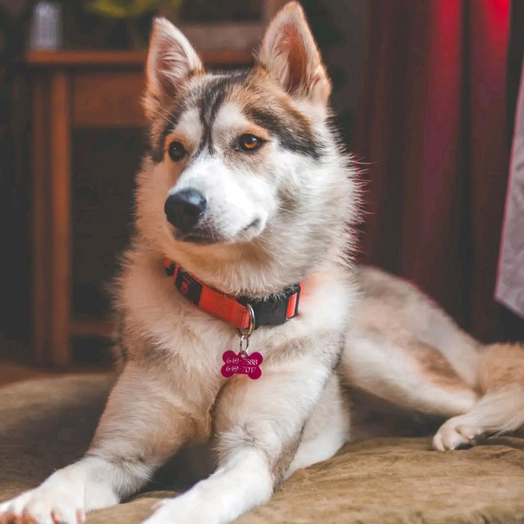 一根火柴一支烟