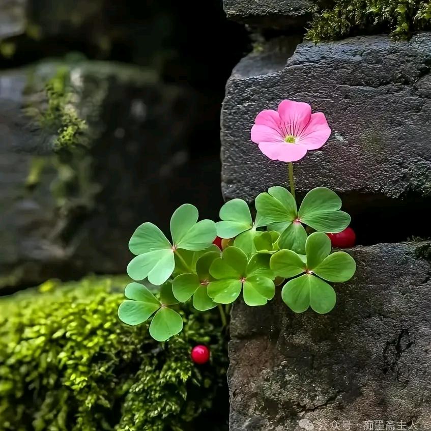 依恋，望巷边竹叶吖