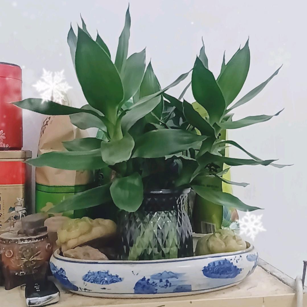 🇨🇳广东五华（小温哥）