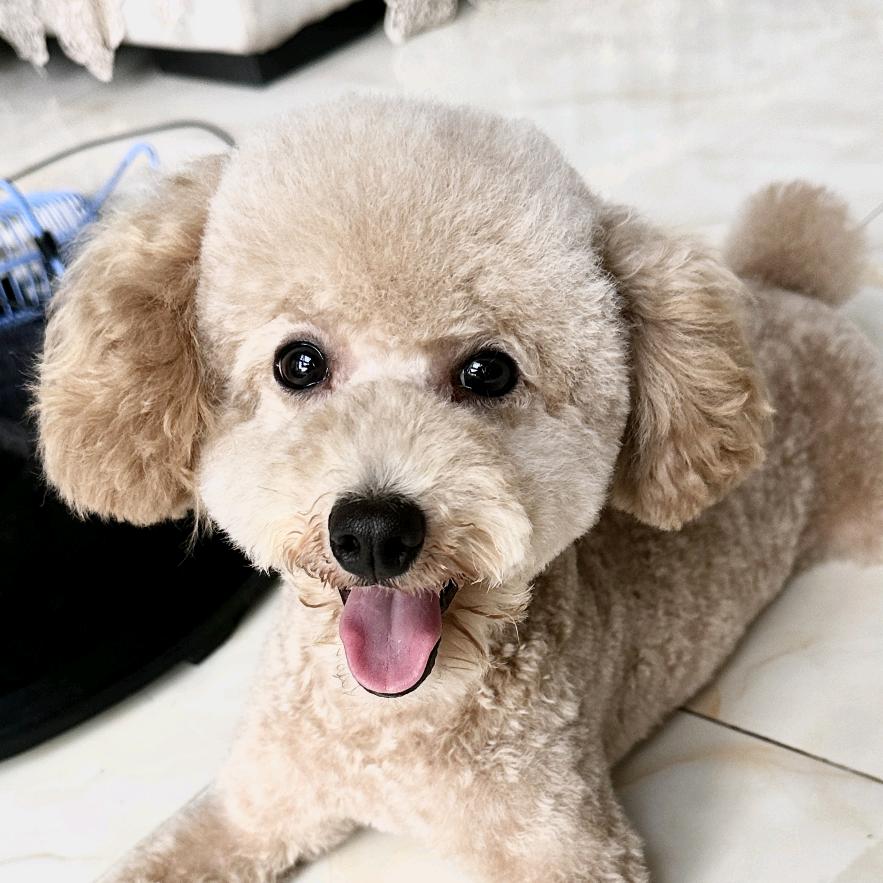 爱操心的🐶【土豆】