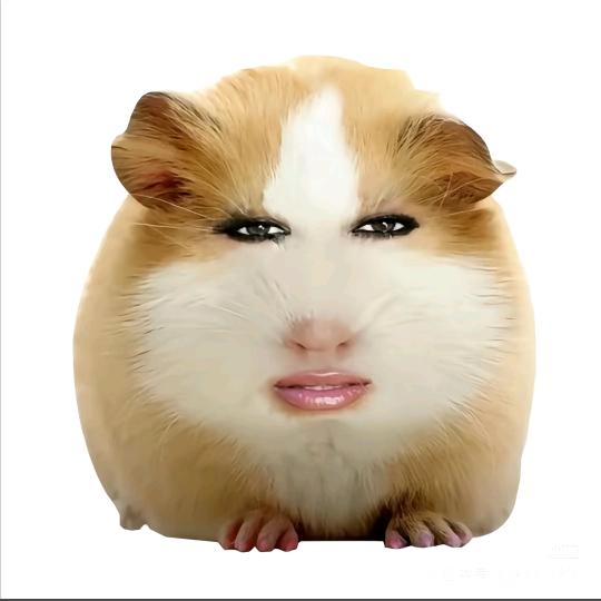 猪妞