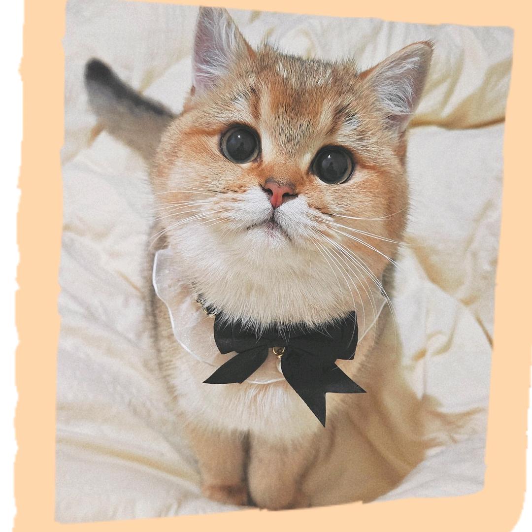 🆑可粒🌱可楼新歌《西楼错梦)欢迎收听